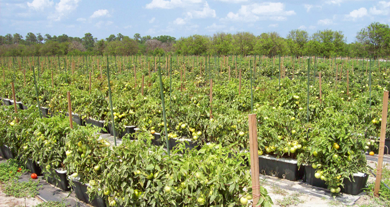 Proyectos en el campo