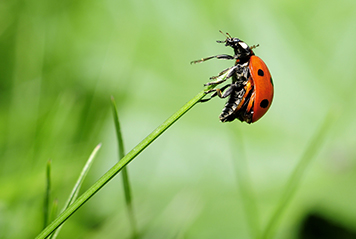 img insectos