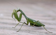 mantis